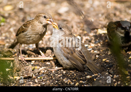 Una femmina adulta casa passero alimentare una nuova operatività pulcino su terra di paludi Elmley Riserva Naturale Nazionale, Kent. Luglio. Foto Stock