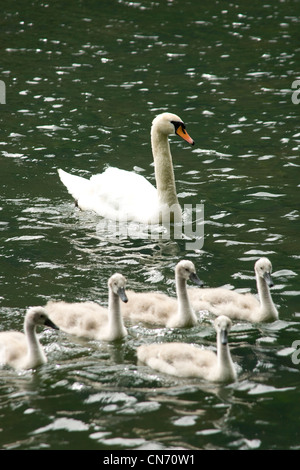 Cigni sul fiume Wye dal Monsal Trail vicino mulino Cressbrook nel Peak District nel Derbyshire Foto Stock