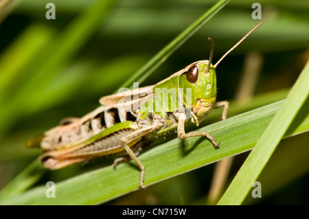 Un prato grasshopper arroccato su un pettine a comune Thursley Riserva Naturale Nazionale, Surrey. Agosto. Foto Stock