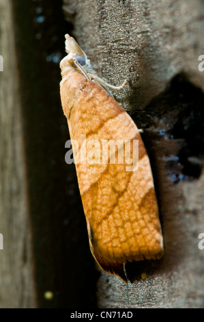 Un frutto a scacchi-tree falena tortrix (Pandemis corylana) in un recinto in un giardino belvedere, kent. Agosto. Foto Stock