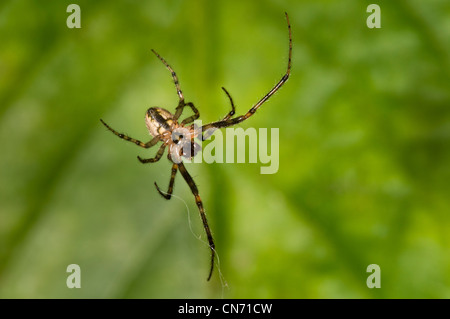 Un maschio di argento facciate settore spider (Zygiella x-notata) la costruzione di un sito web in un giardino belvedere, kent. Agosto. Foto Stock