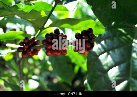 Una chiusura di un mazzetto di caffè stato seme chiamato cherry appeso su un ramo di una pianta del caffè in India Kerala Foto Stock