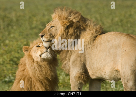 Maschio di leone cercando fino ad altri in piedi Foto Stock