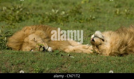 I Lions che stabilisce a fianco a fianco Foto Stock