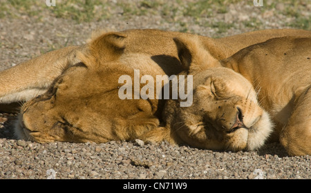 I Lions dormire insieme a colpi di testa Foto Stock