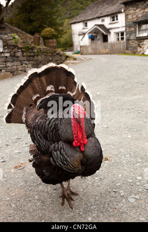 Regno Unito, Cumbria, Coniston, Yew Tree Farm, libera la gamma Bronzo Turchia nel cortile Foto Stock