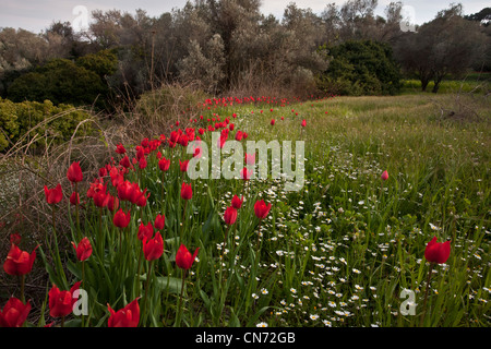 Tulipani selvatici, Tulipa praecox lungo il margine del campo di seminativi, a Chios, Grecia Foto Stock