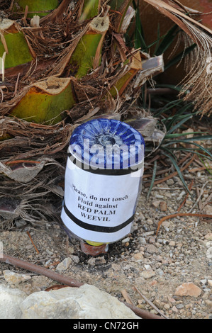 Rosso Curculione Palm (Rhynchophorus ferrugineus) proteggere alberi contro gli attacchi. Mallorca. Foto Stock