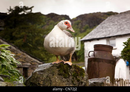 Regno Unito, Cumbria, Coniston, Yew Tree Farm, intervallo libero anatra sul muro nel cortile Foto Stock