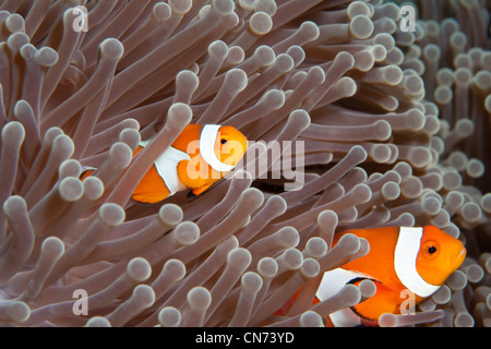 Una coppia di Anemonefish o Clownfish a Bali, Indonesia Foto Stock