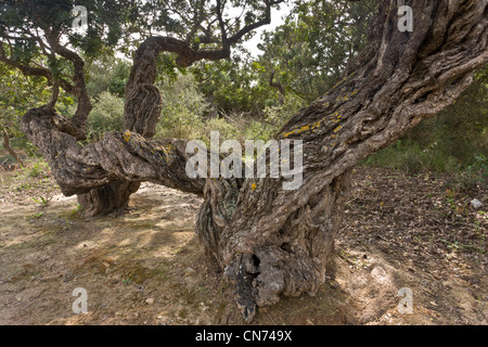 Mastice di antichi alberi, Pistacia lentiscus var chia in coltivazione sull'isola greca di Chios, Grecia. Foto Stock