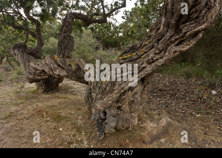 Mastice di antichi alberi, Pistacia lentiscus var chia in coltivazione sull'isola greca di Chios, Grecia. Foto Stock