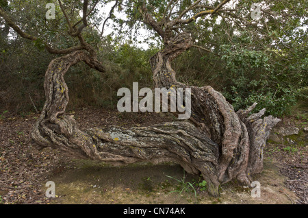 Mastice di antichi alberi, Pistacia lentiscus var chia in coltivazione sull'isola greca di Chios, Grecia. Foto Stock