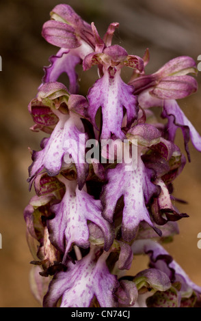 Orchidea gigante, Himantoglossum robertianum = Barlia, Chios, Grecia. Foto Stock