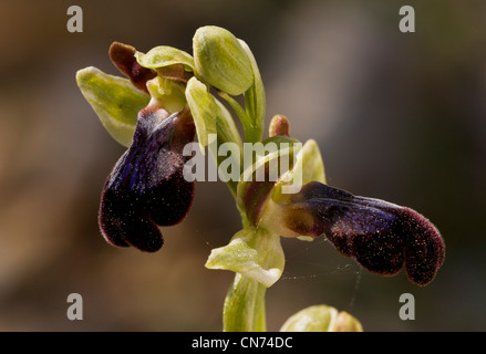 Rainbow Orchid, Ophrys iricolor in fiore; Chios, Grecia Foto Stock