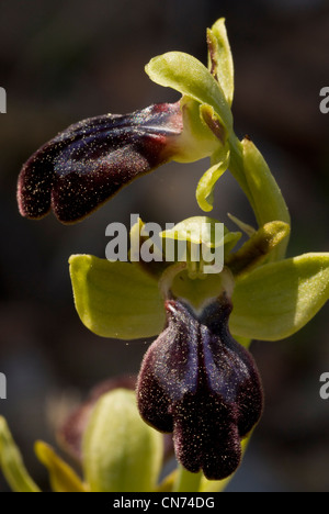 Rainbow Orchid, Ophrys iricolor in fiore; Chios, Grecia Foto Stock