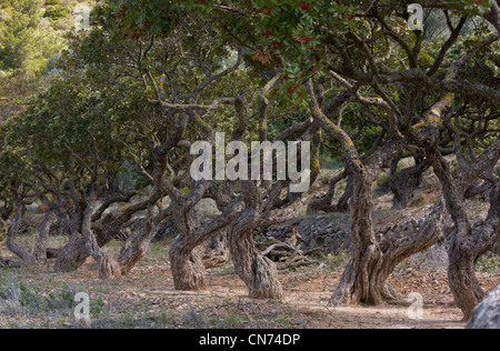 Alberi di mastice, Pistacia lentiscus var chia in coltivazione sull'isola greca di Chios, Grecia. Foto Stock