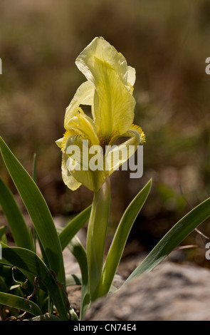 Una nana iris selvatici, Iris suaveolens, a Chios, Grecia. Foto Stock