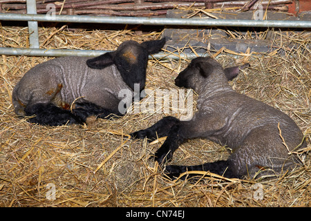 Due giorni di età gli agnelli Dorset rinchiuso all'interno di un fienile in una fattoria in Hampshire, Inghilterra, inizio Aprile 2012. Foto Stock