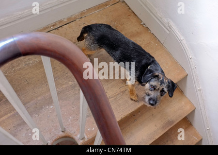 Un Jack Russell/Border Terrier cross Foto Stock