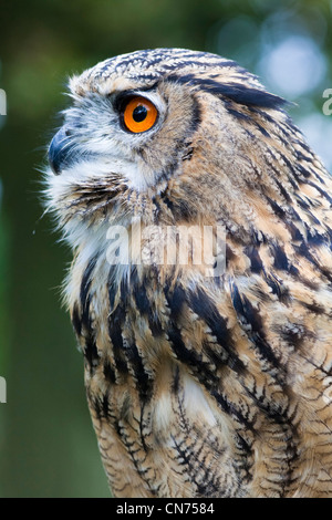 Gufo reale - Bubo bubo Foto Stock