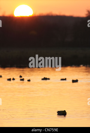 Germani reali (Anas platyrhynchos) stagliano al tramonto su lampeggia, riserva RSPB Fairburn Ings, West Yorkshire, Inghilterra, Gennaio Foto Stock