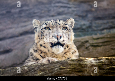 Snow Leopard - Uncia uncia - riposo Foto Stock