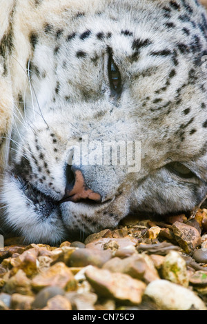 Snow Leopard che sonnecchia - Panthera uncia o Uncia uncia Foto Stock