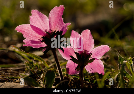 Crown Anemone, anemone coronaria nella prateria, contro la luce; Chios, Grecia. Foto Stock