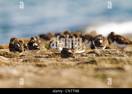 Un gruppo di turnstones su un frangiflutti a Dawlish da un angolo basso. Foto Stock