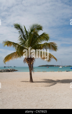 Palm Tree sulla spiaggia, grande baia, Philipsburg, Sint Maarten, Indie occidentali Foto Stock