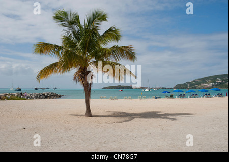 Palm Tree sulla spiaggia, grande baia, Philipsburg, Sint Maarten, Indie occidentali Foto Stock