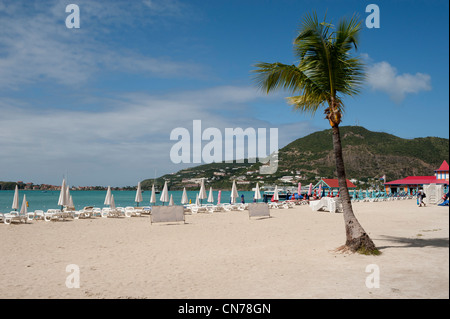 Palm Tree sulla spiaggia, grande baia, Philipsburg, Sint Maarten, Indie occidentali Foto Stock