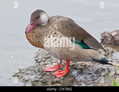 Brasiliano (Teal amazonetta brasiliensis), Regno Unito Foto Stock