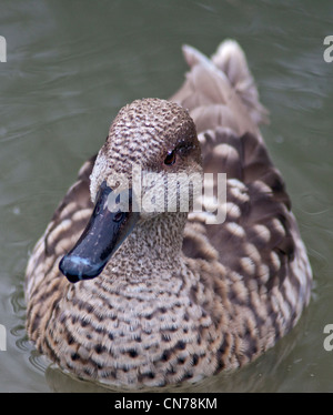 In marmo (Teal marmaronetta angustirostris), Regno Unito Foto Stock