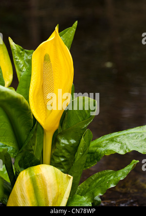 Skunk cavolo cresce accanto ad un laghetto nei giardini Hergest, Shropshire Foto Stock