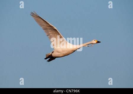 Bewicks swan in volo Foto Stock