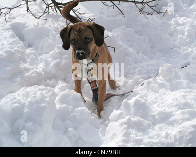 Puggle in neve Foto Stock