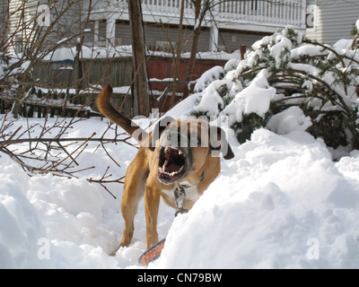 Puggle in neve Foto Stock