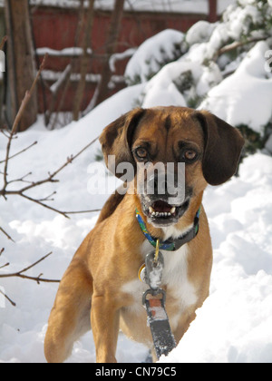 Puggle in neve Foto Stock