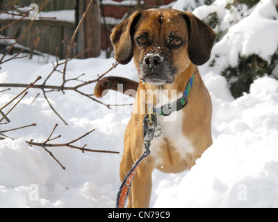 Puggle in neve Foto Stock