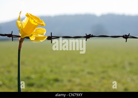 Fiore con filo spinato come un simbolo o una metafora per la vita e la morte, il bene e il male ecc. Sfondo di campagna, nel paesaggio. Foto Stock