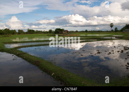 Inondati risaie Foto Stock