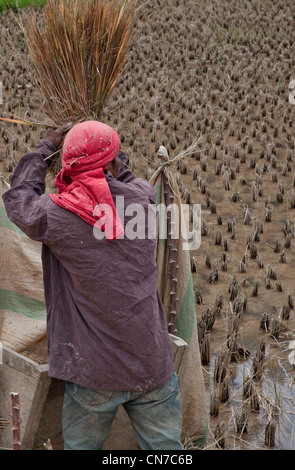 Persone locali che lavorano in campi di riso, Rantepao Toraja di Sulawesi Indonesia, Pacifico Asia del Sud Foto Stock