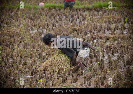 Persone locali che lavorano in campi di riso, Rantepao Toraja di Sulawesi Indonesia, Pacifico Asia del Sud Foto Stock