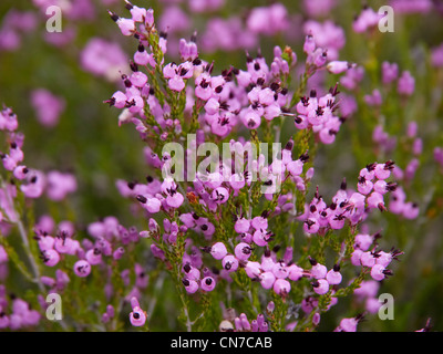 Calluna vulgaris (Erica comune o ling) fiori selvatici Foto Stock