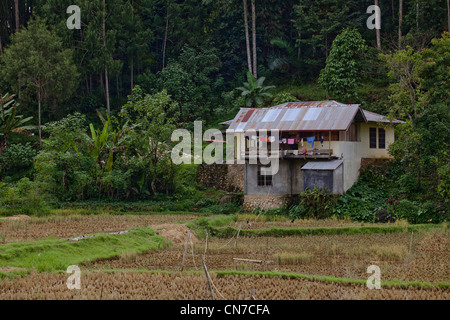 Farm locale e campi di riso, Rantepao Toraja di Sulawesi Indonesia, Pacifico Asia del Sud Foto Stock