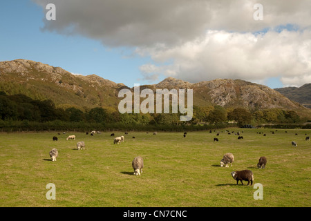 Herdwick e altre pecore di razza in un campo nella Eskdale Valley nel distretto del lago su una soleggiata giornata estiva Foto Stock