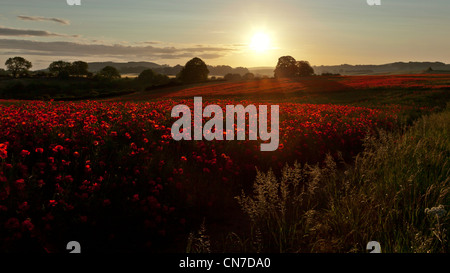 La mattina presto immagine di due campi di papavero con il sole giocando attraverso la parte superiore dei fiori e delle erbe e un percorso anche se esso Foto Stock