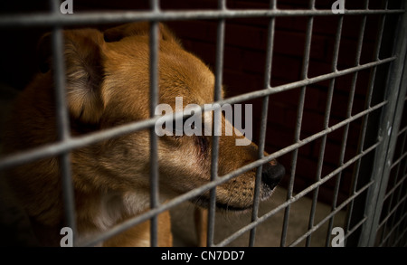 Senzatetto cane in gabbia / canile. Foto Stock
